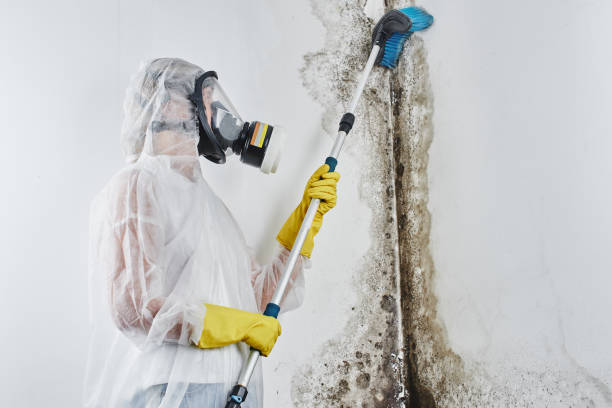 Best Mold Removal for HVAC Installations  in Lorenz Park, NY